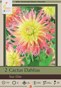 DAHLIA PKG OF 2 STAR ELITE