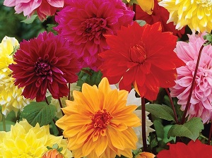 Dahlias