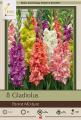 GLADIOLUS PKG OF 6 PARROT LARGE FLOWERING MIXTURE