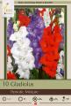 GLADIOLUS PKG OF 10 PATRIOTIC MIXTURE