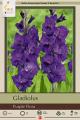 GLADIOLUS PKG OF 10 PURPLE FLORA