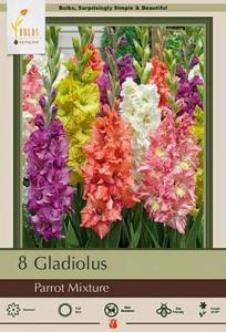 GLADIOLUS PKG OF 6 PARROT LARGE FLOWERING MIXTURE
