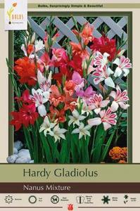 GLADIOLUS PKG OF 25 NANUS MIX