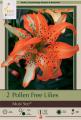 Lily Pkg of 2 Asiatic  Double Must See