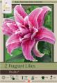LILY PKG OF 2 ORIENTAL  DOUBLE THALITA