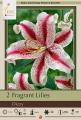 LILY PKG OF 2 ORIENTAL  DIZZY