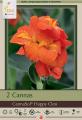 Canna Lily Pkg of 2 CannaSol Happy Cleo