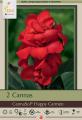 Canna Lily Pkg of 2 CannaSol Happy Carmen