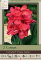 CANNA LILY PKG OF 2 CANNASOL HAPPY ISABEL