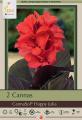 CANNA LILY PKG OF 2 HAPPY JULIA