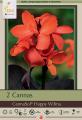 Canna Lily Pkg of 2 CannaSol Happy Wilma