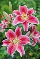 LILY ORIENTAL  STARGAZER