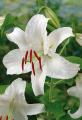 LILY PKG OF 2 ORIENTAL  CASA BLANCA
