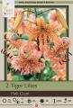 LILY PKG OF 2 TIGER  PINK GIANT