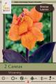 Canna Lily Pkg of 2 Wyoming