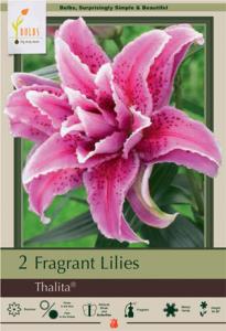 LILY PKG OF 2 ORIENTAL  DOUBLE THALITA