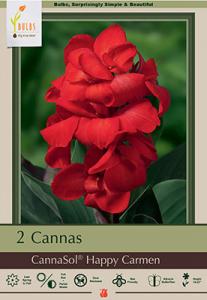 Canna Lily Pkg of 2 CannaSol Happy Carmen