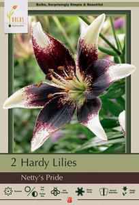 LILY ASIATIC PKG OF 2 NETTY'S PRIDE