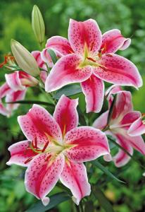 LILY ORIENTAL  STARGAZER