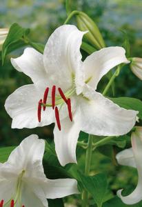 LILY PKG OF 2 ORIENTAL  CASA BLANCA