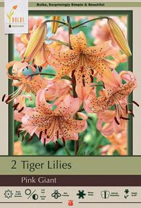 LILY PKG OF 2 TIGER  PINK GIANT