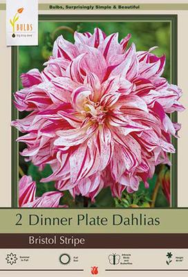 DAHLIA PKG OF 2 DINNERPLATE BRISTOL STRIPE