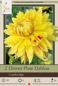 DAHLIA PKG OF 2 DINNERPLATE CAMBRIDGE