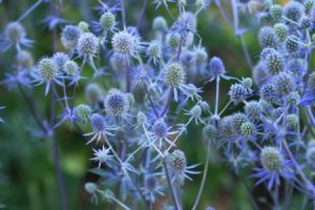 Eryngium Blue Glitter