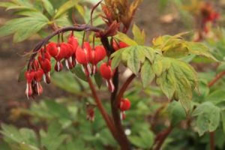 Dicentra Valentine