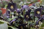 Helleborus Honeymoon New York Night