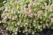 Origanum Kent Beauty