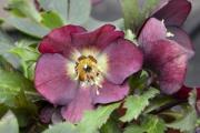 Helleborus Rome in Red