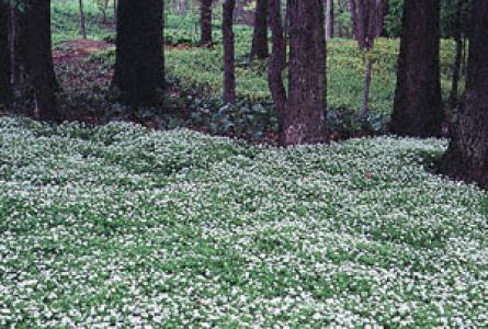 Galium Adoratum 3.25 Inch