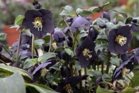 Helleborus Honeymoon New York Night