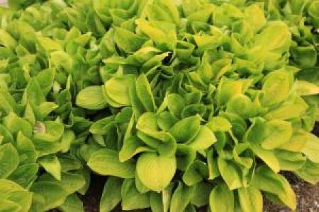 Hosta 'Itty Gold' 3.25 Inch
