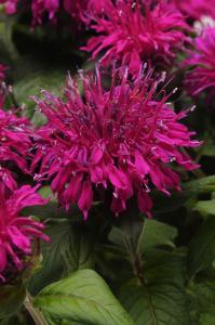 Monarda Balmy Purple