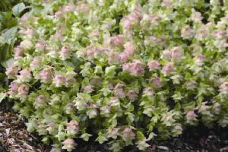 Origanum Kent Beauty