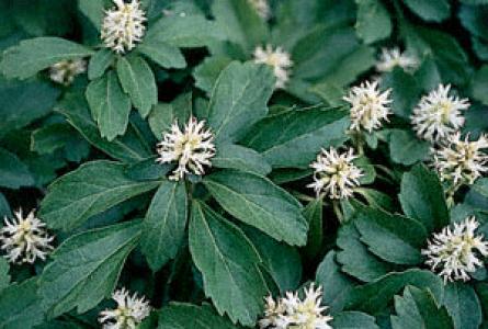Pachysandra 24 Cell