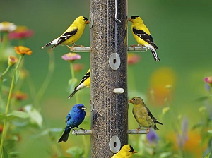Backyard Birding