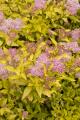 SPIREA  MAGIC CARPET 3 GALLON