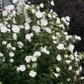 Althea White Chiffon® 3 Gallon