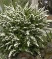 SPIREA SNOWMOUND 3 GALLON