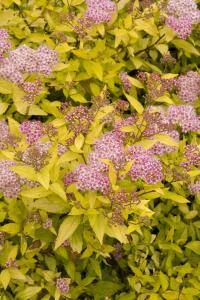 SPIREA  MAGIC CARPET 3 GALLON