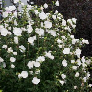 Althea White Chiffon® 3 Gallon