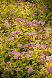 SPIREA GOLDMOUND 3 GALLON
