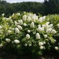 HYDRANGEA GATSBY GAL(R) PROVEN WINNERS 3 GALLON