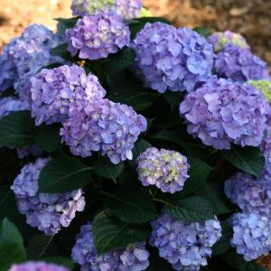 HYDRANGEA LET'S DANCE (R)  BLUE JANGLES 3 GALLON