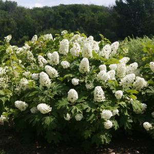 HYDRANGEA GATSBY GAL(R) PROVEN WINNERS 3 GALLON