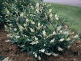 Clethra Hummingbird 3 Gallon