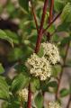 DOGWOOD BAILEY'S RED TWIG 3 GALLON